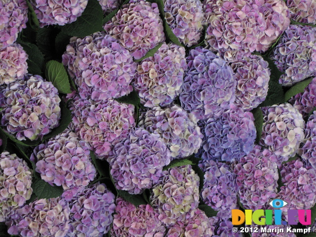 SX23962 Hydrangeas Bloemenveiling Aalsmeer FloraHolland Flower Auction